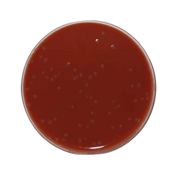 Agar Chocolate